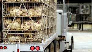 V júli sa na salmonelu nakazilo 339 Slovákov