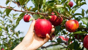 Strana Ďuriš Nicholsonovej sa bude volať jablko. Politici si z tohto názvu uťahujú a svoje odkazuje aj odborník