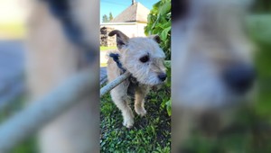 Nevinné obete ľudskej krutosti: Dva psíky mali lano vrastené do krku