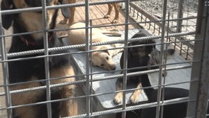 Erdoganova vláda schválila kontroverzný zákon o usmrcovaní túlavých psov