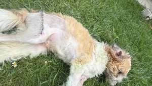 Muž brutálne týral šteniatko. Psíkovi teraz hrozí amputácia a mužovi 5 rokov za mrežami