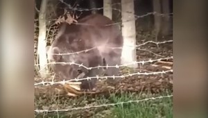 Na východe Slovenska zahliadli ďalšieho medveďa 200 metrov od domov