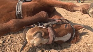 Video: Tento kôň predstiera, že je mŕtvy, keď sa ho niekto pokúša osedlať