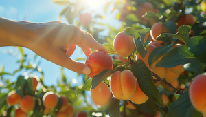 Maloletým zlodejom zachutili cudzie marhule, obrali celý strom. Prichytili ich priamo pri čine