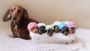 Vedci vysvetlili, čo sú psie oči