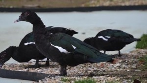 Vtáčia chrípka v košickej ZOO. Musia utrácať zvieratá!