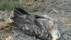 Ďalšie otrávené vzácne vtáky. Ich hodnota sa pohybuje v státisícoch