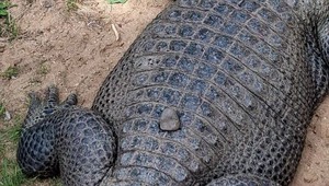 Zoo zverejnila znepokojivé zábery. Návštevníci hádzali po zvieratách kamene a iné predmety