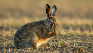 Na západnom Slovensku bola potvrdená myxomatóza u zajacov poľných