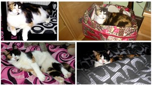 V Bratislave sa stratila mačka Tilka, nevideli ste ju?