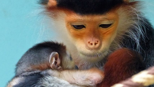 VIDEO: V českej ZOO sa narodila jedna z najvzácnejších opíc na svete