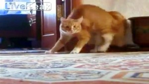 VIDEO. Mačka zombík. Ako v Jacksonovom Thrilleri