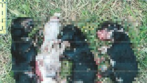 Šteniatka mala vložiť do tašky, potom do nej udierať kusom podlahy. Žena čelí obvineniu