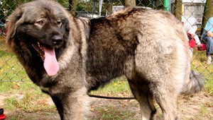 Pes napadol cestujúceho vo vlaku, muž prišiel o článok prsta