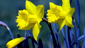 Toto sú rastliny, ktoré vás zabijú!