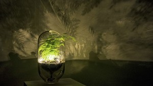 Zasvieťte si pomocou izbovej rastliny