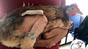 Veterinári operovali zlomenú nohu sliepke