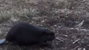 Unikátne zábery na dedinskom dvore: Miestnych prekvapil bobor