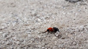 FOTO: Na zrúcanine hradu Sivý kameň spozorovali jedného z najjedovatejších pavúkov Európy