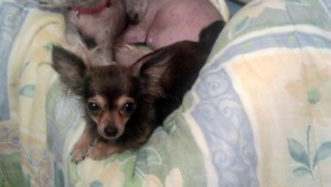 V Čadci sa stratila čivava, odmena za jej nález istá