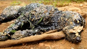 VIDEO: Psík spadol do nádrže s dechtom, pomohol by mu len zázrak
