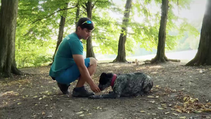 Praktický a jednoduchý trik: Naučte svojho psa zotrvať v ľahu!