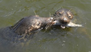 Tulene ako hviezdy. Zachránili ich z rybárskych sietí