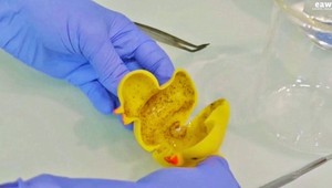 Vážna hrozba pre deti. Typické hračky do kúpeľa skrývajú špinavé tajomstvo