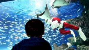 Nádherná vianočná šou! Santa Claus vliezol k žralokom