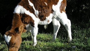 Ukradli jalovice, umelé hnojivo a zastrelili teľa