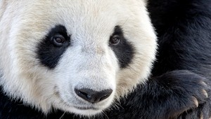 Pôrod malej pandy zachytený na videu, videli ste už niečo také úžasné?