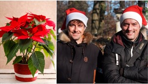 Ako sa starať o vianočnú ružu, aby vám dlho vydržala? Urobte s ňou TOTO