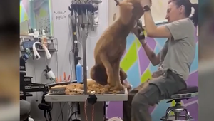 Tvrdé zaobchádzanie so psom: Videozáznam z psieho salónu vyvolal pohoršenie