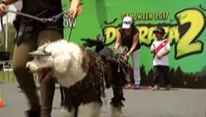 Halloween prenikol aj do zvieracieho sveta. Zo psov sa stali indiáni či piráti