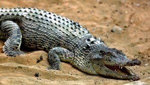 Dva a pol metra dlhý krokodíl napadol vojaka, ktorý chytal ryby