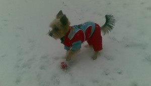 Molly sa stratila na Silvestra