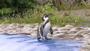 V košickej ZOO uhynul ďalší tučniak! Prekliatie?