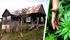 Navonok chatrč, vnútri laboratórium na pestovanie marihuany