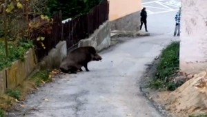 Obyvateľov Žiliny ohrozoval zranený diviak, zastrelili ho