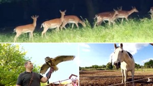 Tipy na výlet od TV JOJ: Slovenské safari nájdete aj v okolí Bratislavy