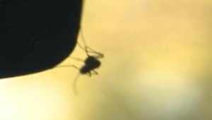 Čaká nás život plný sršňov, komárov a kliešťov. Hmyz aký sme dnes poznali, vyhynie