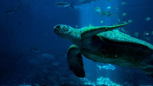 Morské korytnačky stavajú viac hniezd: Na plážach nie sú žiadni ľudia