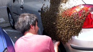 Desaťtisíce včiel pokryli zaparkované auto, skúsený včelár ich prenášal holými rukami