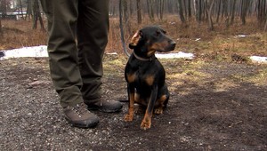 Pátračka so šťastným koncom. Sučka Elza je po 2 mesiacoch konečne doma