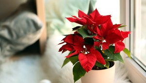 Vianočná hviezda: Pozor na otravu, je krásna, ale jedovatá