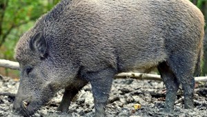 TEST. Ako sa vyhnúť zrážke s diviakmi