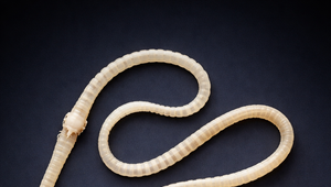 Pásomnice potkanie môžu pomôcť s liečbou depresie alebo alergií. Potrebujú ale vlákninu, zistili českí vedci