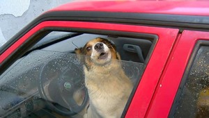 V aute plnom odpadkov boli od Vianoc zavreté psy