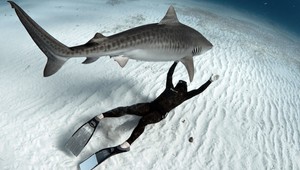 NA VLASTNEJ KOŽI. Zaplávajte si so žralokmi