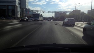 VIDEO: Kačka s mladými narušili premávku na rušnej križovatke